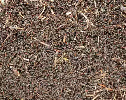 IMG_7181 ça grouille de fourmis rouge